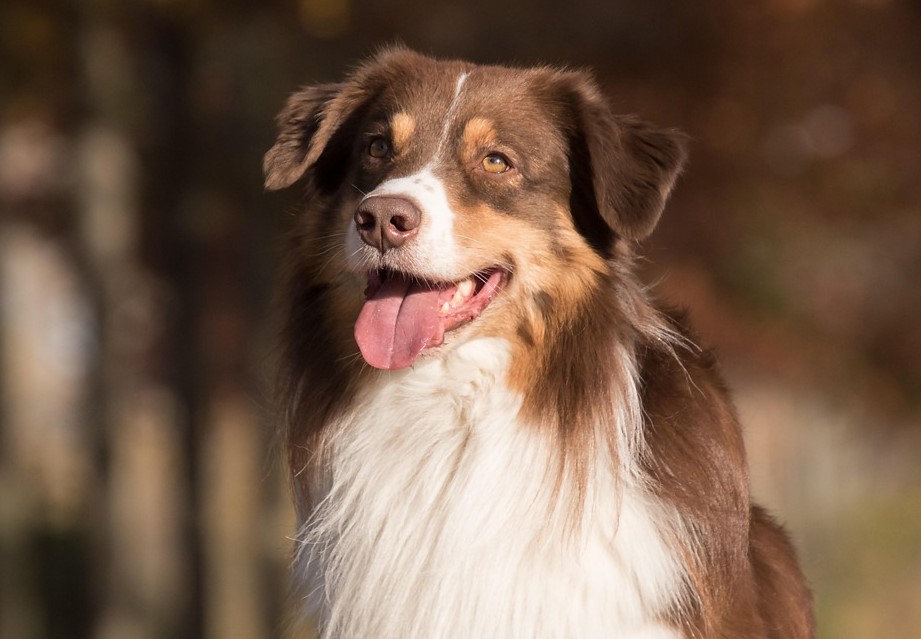 aussie